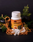 Cordyceps militaris capsules of 0.5 g