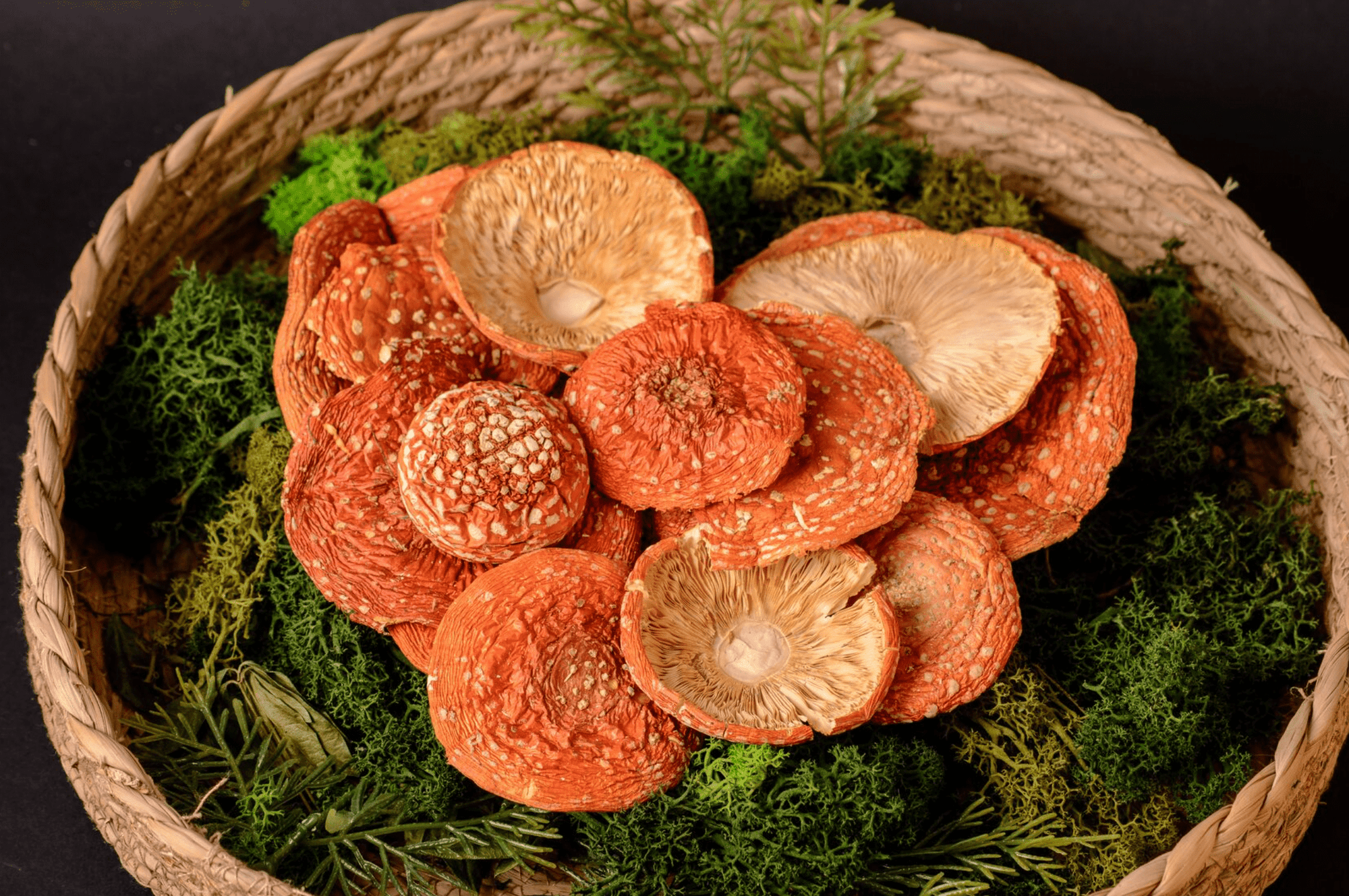Amanita Muscaria: The Mushroom that Grows around the World but is Hard to Grow