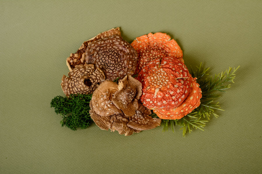 Exploring the Potential Effects of Amanita Pantherina Microdosing
