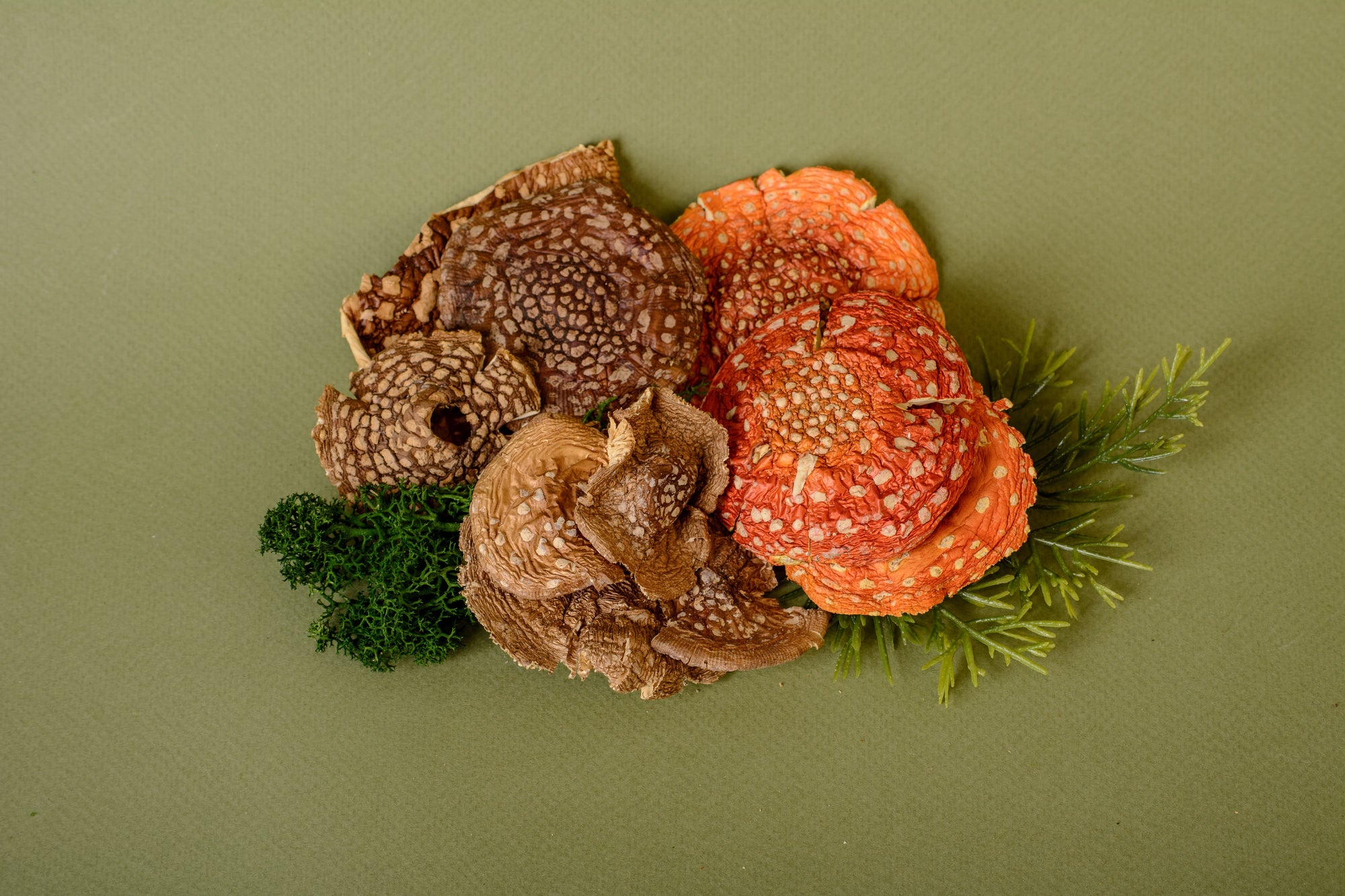 Dried Fly Agaric: Tips for Collectors and Enthusiasts