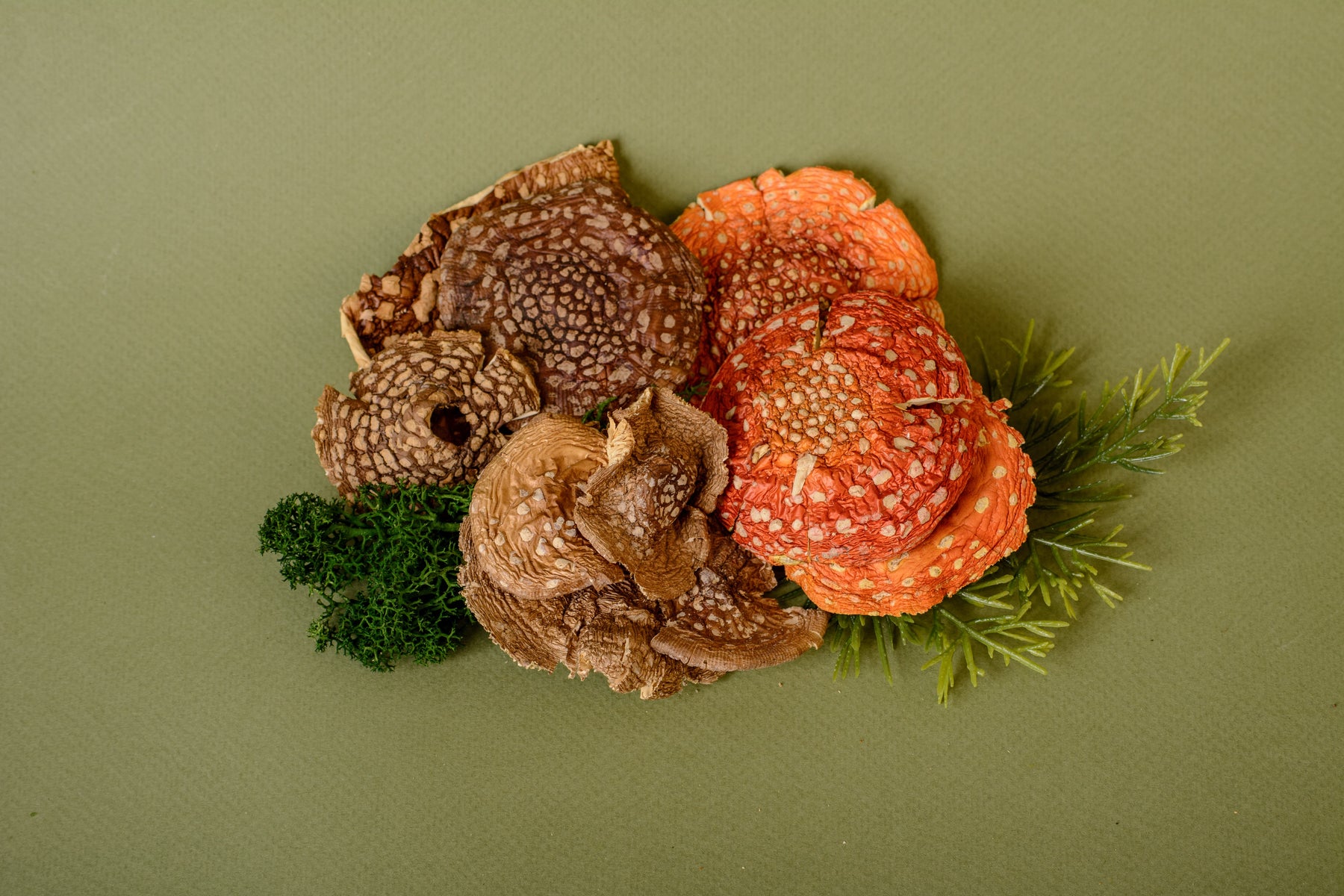 Beginner’s Guide to Pantherina Mushroom