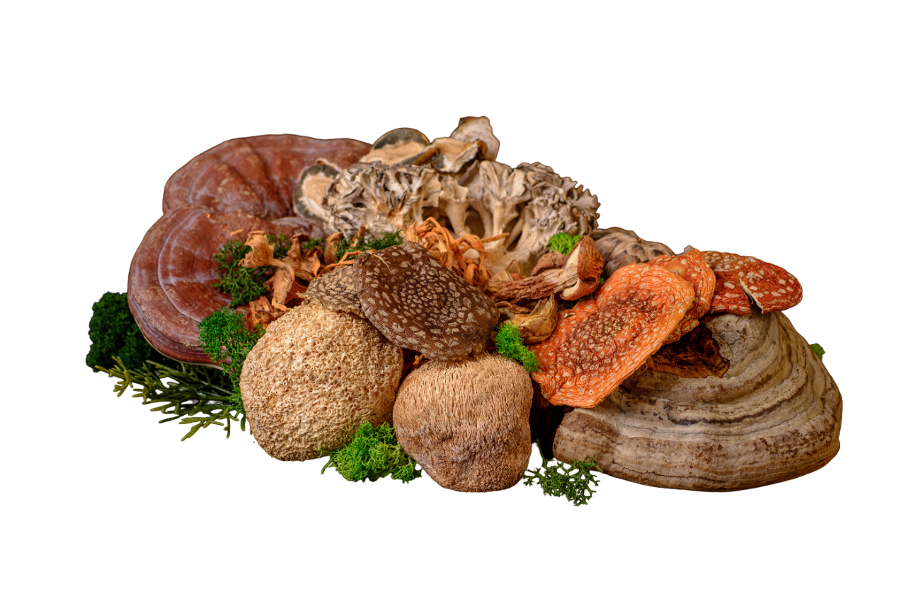 Dried Fly Agaric for Mental Health: Risks and Benefits