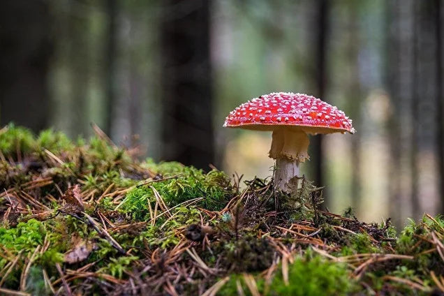 Amanita Muscaria Microdosing Results: What 30 Days of Testing Revealed