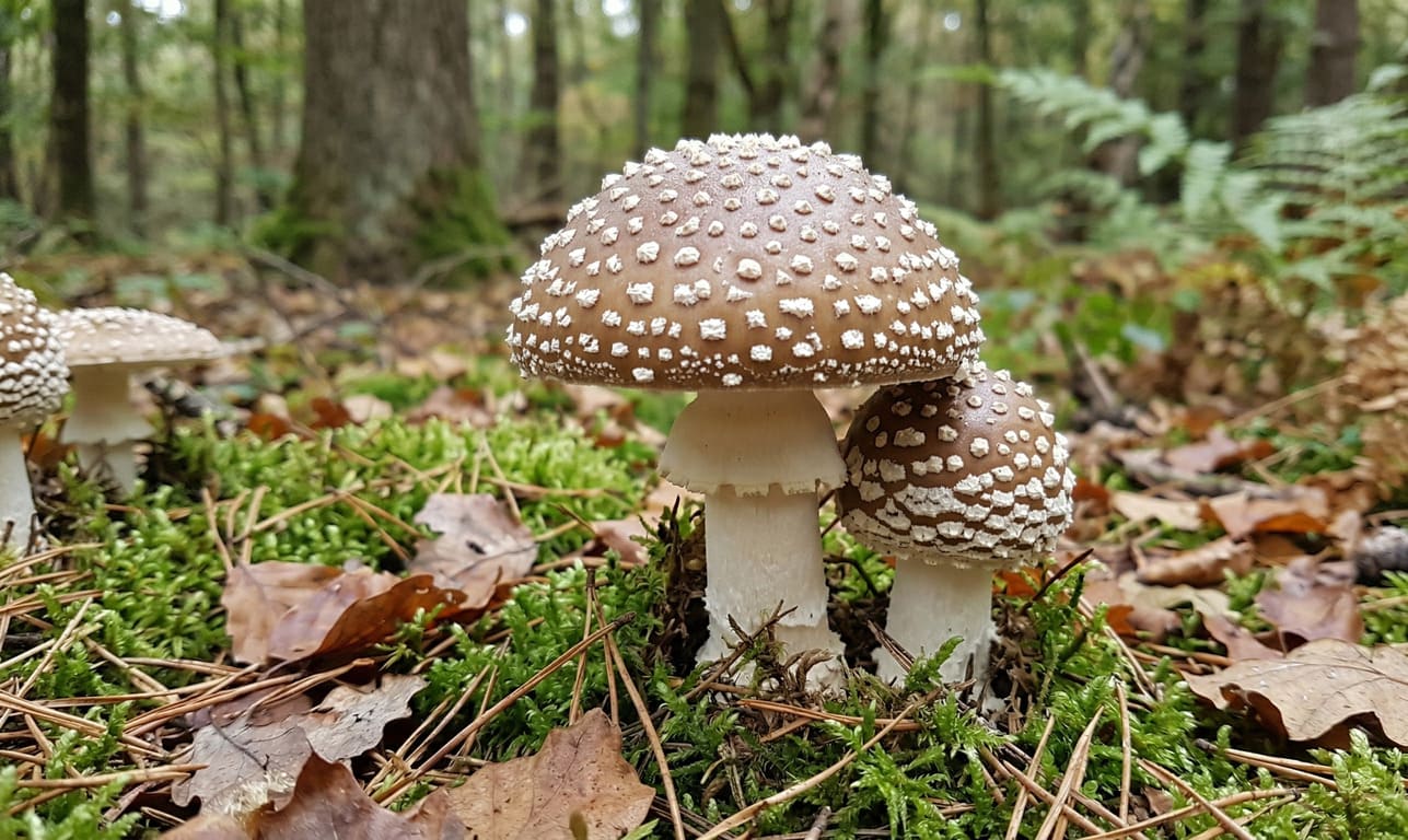 Amanita Pantherina Buy: How to Spot High-Quality Products