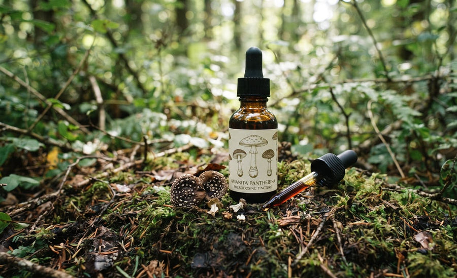 The Growing Interest in Amanita Pantherina Microdosing