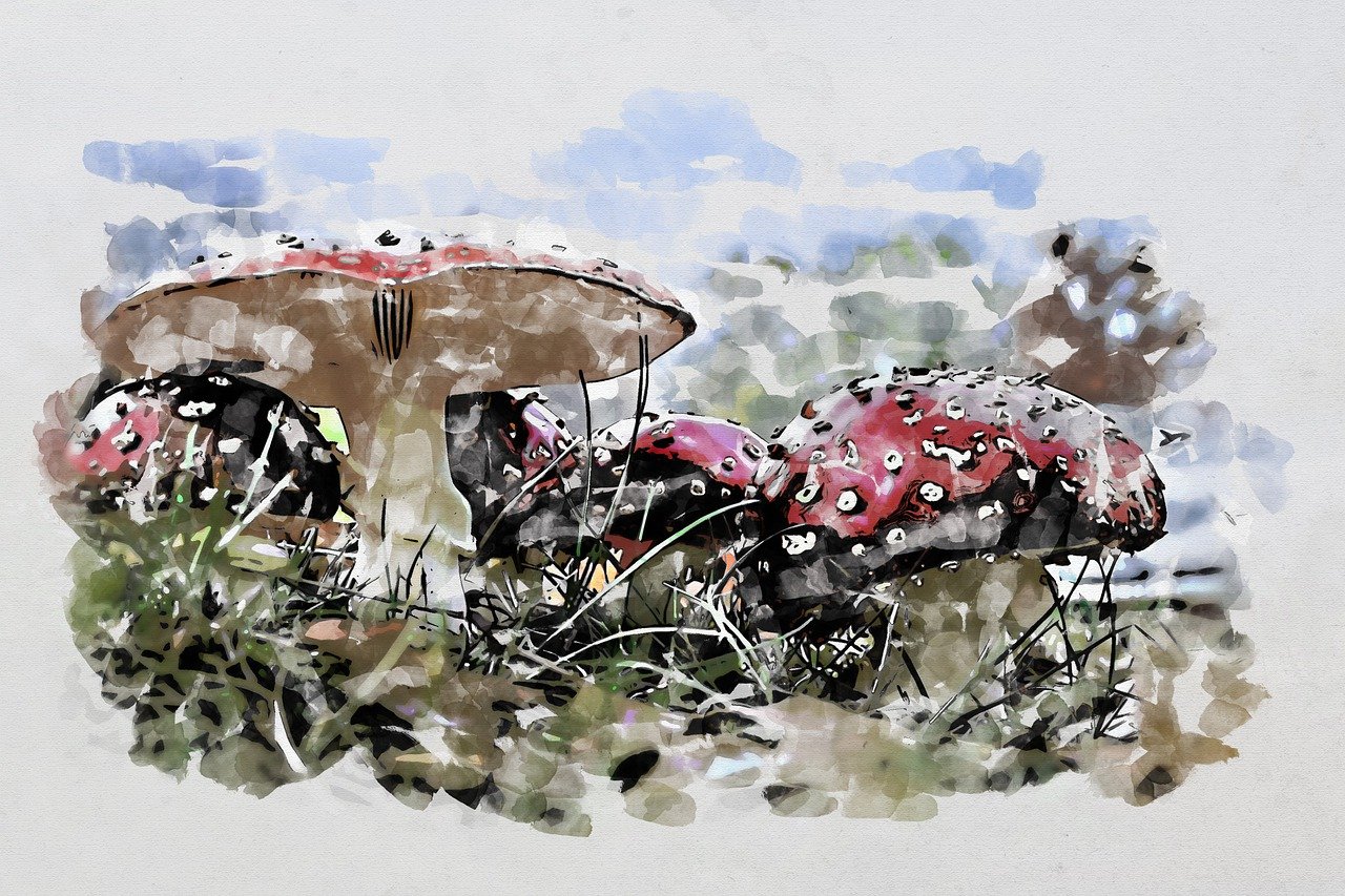 The Magic and Danger of Amanita Muscaria: A Deep Dive into Its Effects