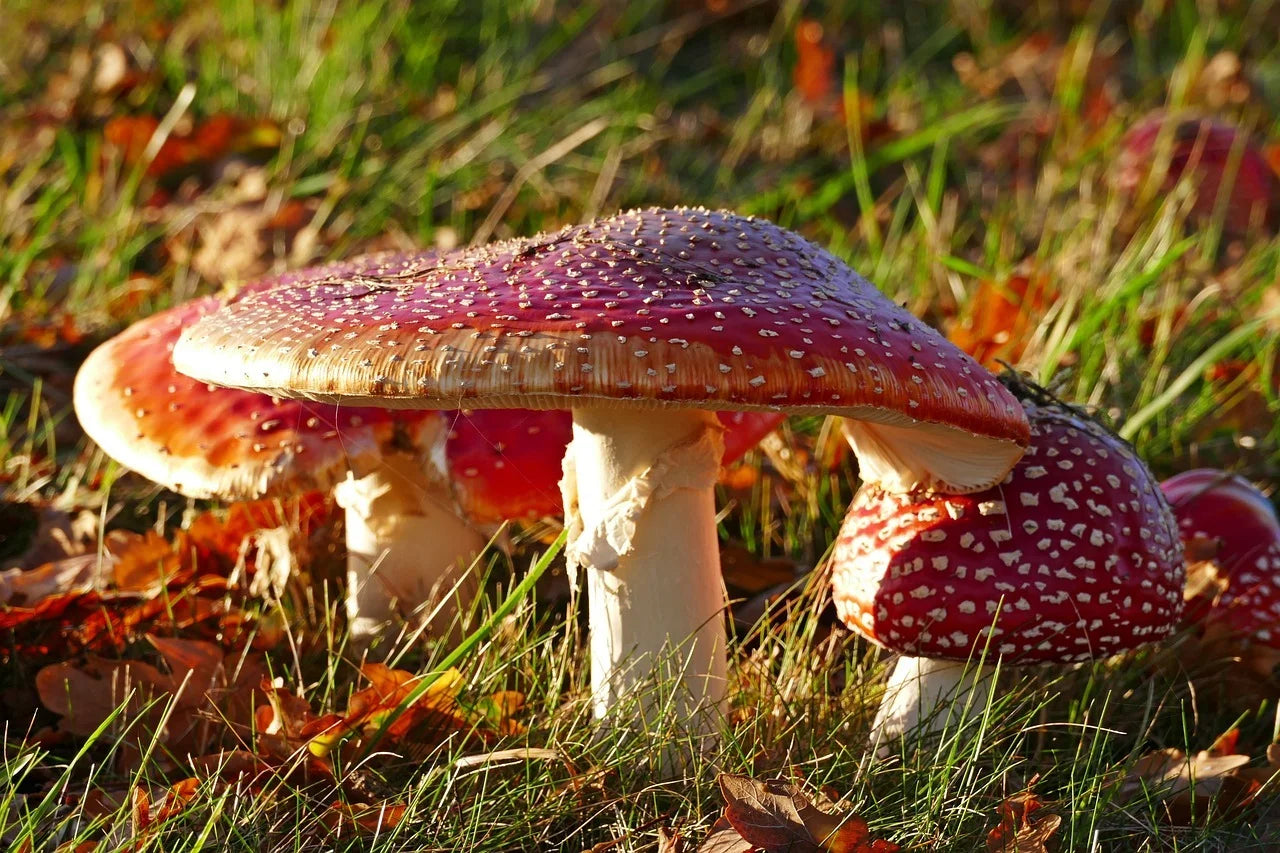 Toxicological and Pharmacological Profile of Amanita Muscaria (L.) Lam. – a New Rising Opportunity for Biomedicine