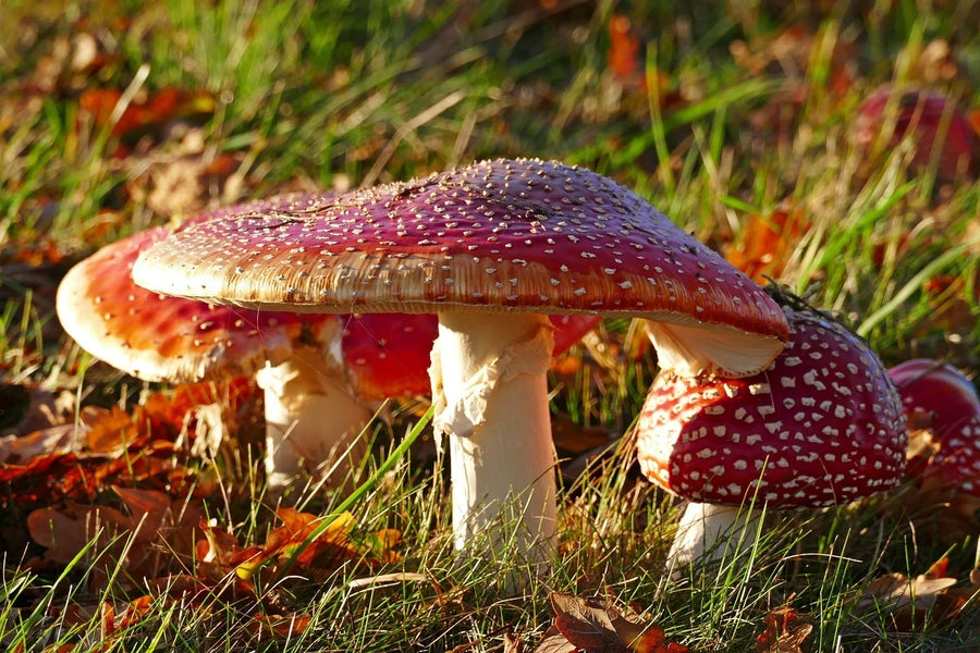 Toxicological and Pharmacological Profile of Amanita Muscaria (L.) Lam. – a New Rising Opportunity for Biomedicine
