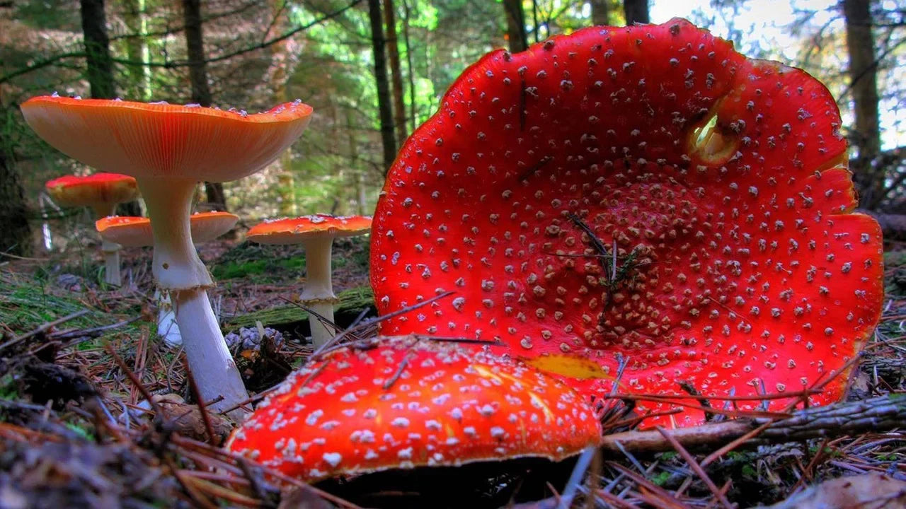 Amanita Muscaria vs. Psychedelic Mushrooms (Psilocybin)