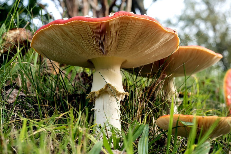 Amanita Muscaria: Unlocking the Science Behind the Hallucinogenic Mushroom