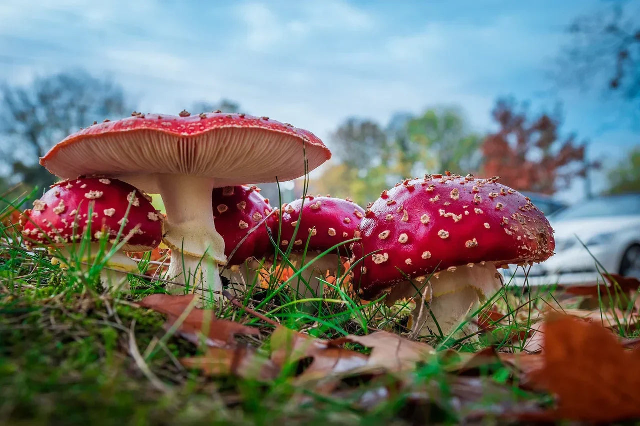 Amanita Muscaria: The Mushroom That Inspired Santa Claus?
