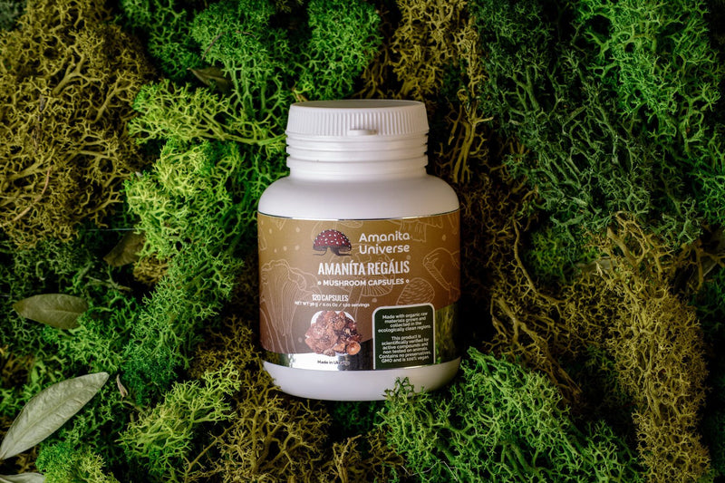 Amanita regalis capsules 120 pcs. 0.5g