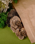 Trametes versicolor WHOLE 50 g
