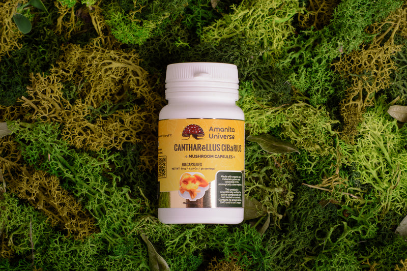 Chanterelle in capsules (0.4 g each)