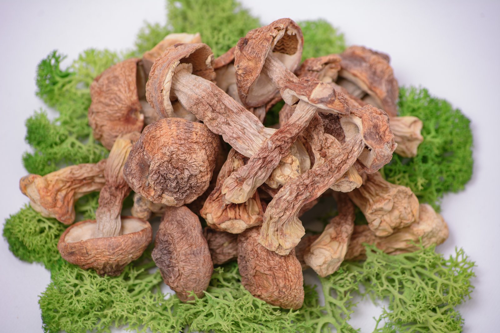 Amanita pantherina Microdosing: What Is It and What Are the Risks?